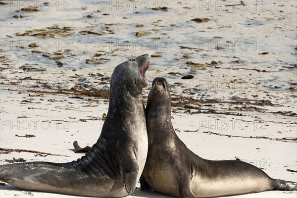 Southern Elephant Seal (Mirounga leonina)