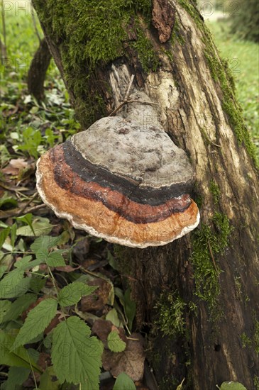 Red-belted Bracket (Fomitopsis pinicola)