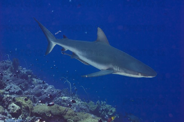 Grey Reef Shark (Carcharhinus amblyrhynchos)