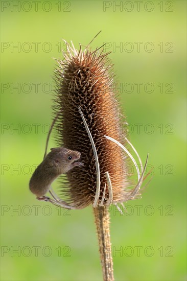 Eurasian Harvest Mouse (Micromys minutus)