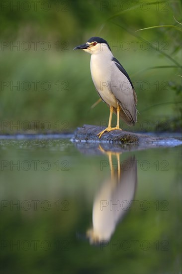 Black-crowned Night Heron (Nycticorax nycticorax)