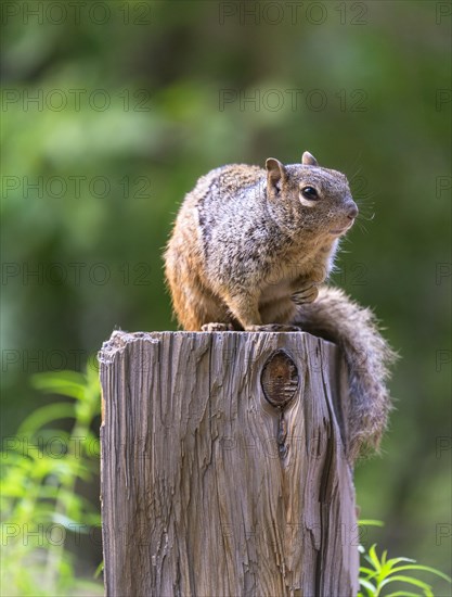 Rock Squirrel (Spermophilus variegatus)