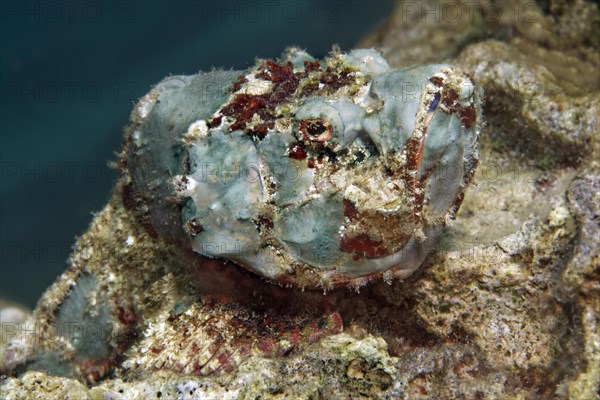 False Stonefish or Devil Scorpionfish (Scorpaenopsis diabolus)