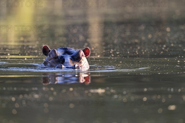 Hippopotamus (Hippopotamus amphibicus)