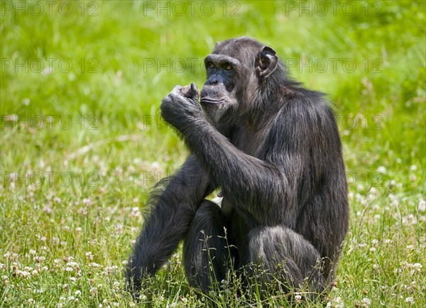 Western Chimpanzee or West African Chimpanzee (Pan troglodytes verus)