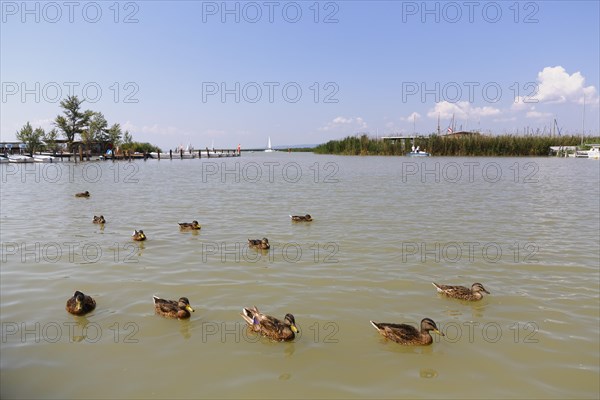 Mallards on Lake Neusiedl