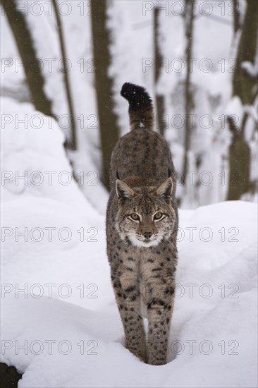 Northern Lynx (Lynx lynx) walking through snow