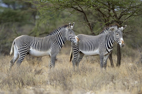 Grevy's Zebras (Equus grevyi)