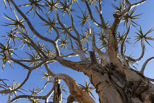 Quiver tree (Aloe dichotoma)