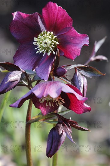 Hellebore or Christmas Rose (Helleborus)
