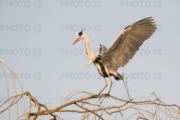 Grey heron (Ardea cinerea) landing on a tree