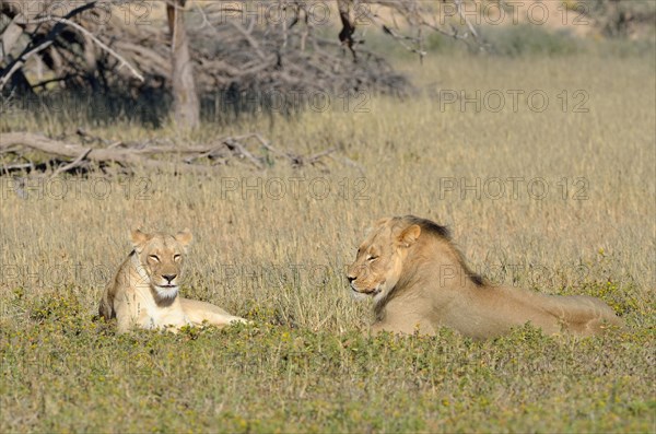 Lions (Panthera leo) couple