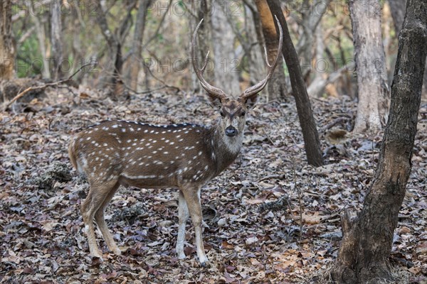 Chital (Axis axis)