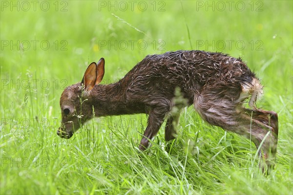 Sika Deer (Cervus nippon)