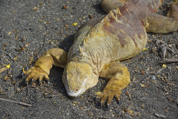 Galapagos land iguana (Conolophus subcristatus)