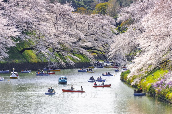 Japanese rowing in boats on the Imperial Palace canal to cherry blossom