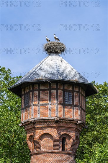 Young White storks (Ciconia ciconia) in the nest on the roof of a water tower in the village Ruhstadt