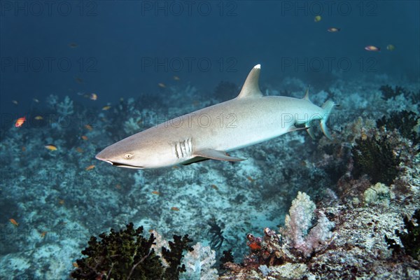 Whitetip reef shark (Triaenodon obesus) over coral reef