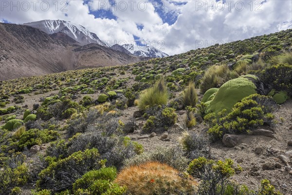 Maihueniopsis cacti (Maihueniopsis colorea) growing on the slopes of the Taapaca volcano