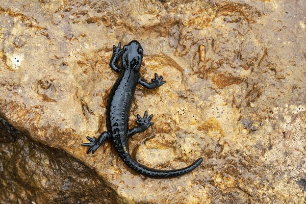 Alpine Salamander (Salamandra atra)