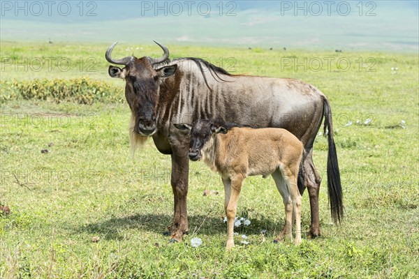 Blue Wildebeest (Connochaetes taurinus)