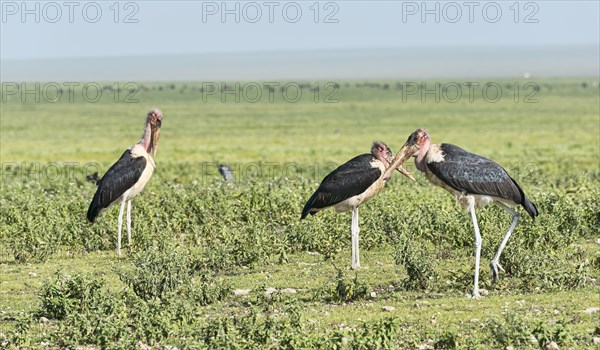 Marabou Storks (Leptoptilos crumeniferus) with crossed beaks