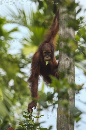 Bornean Orangutan (Pongo pygmaeus)