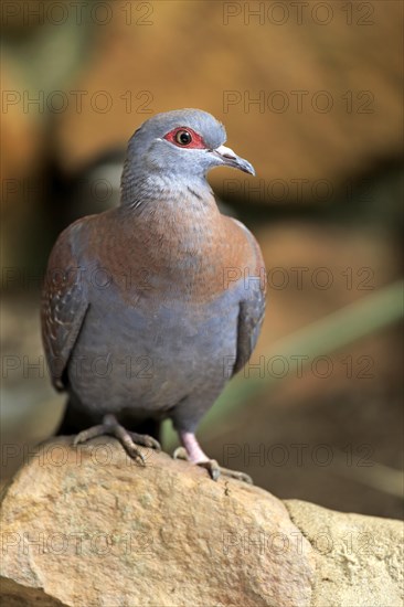 Speckled Pigeon (Columba guinea)