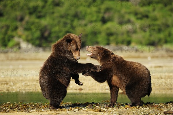 Two Brown Bears (Ursus arctos) play-fighting with each other