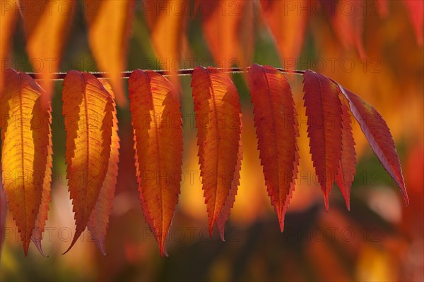 Staghorn Sumac (Rhus typhina)