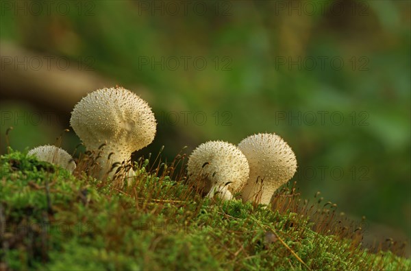 Common puffball (Lycoperdon perlatum)