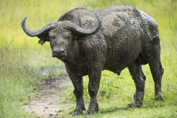 Cape Buffalo (Syncerus caffer)