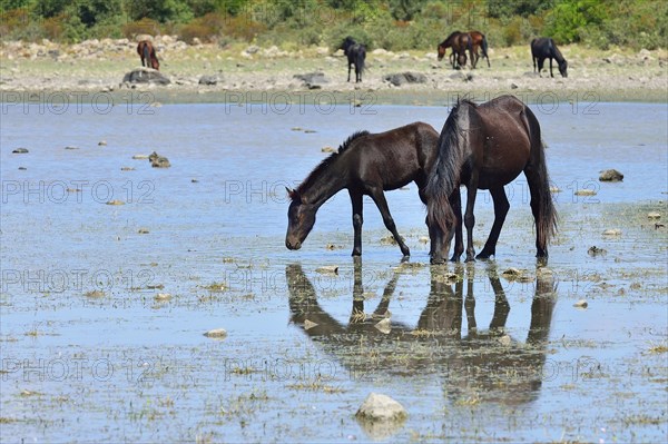 Wild horses