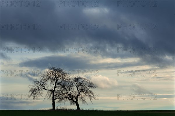 Two bare fruit trees as silhouettes against rain clouds