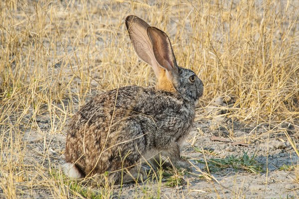 Scrub hare (Lepus saxatilis)