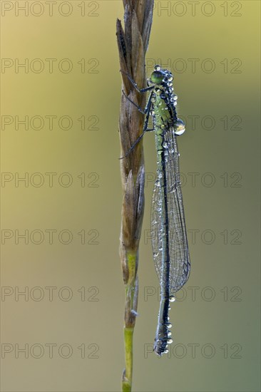 Blue-tailed Damselfly (Ischnura elegans)