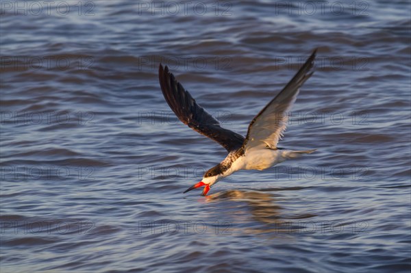 Black skimmer (Rynchops niger) fishing in the ocean in evening light