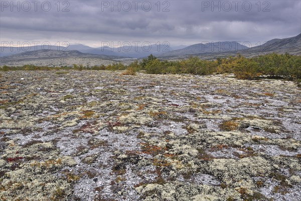 Reindeer Lichen (Cladonia rangiferina)