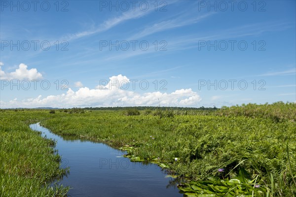 Waterway through a swamp