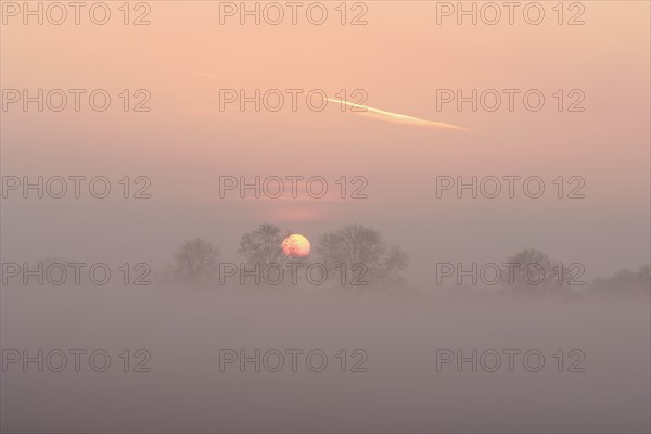 Sunrise with trees and fog