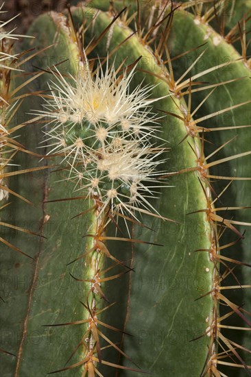 Barrel Cactus