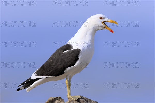 Kelp Gull (Larus dominicanus)