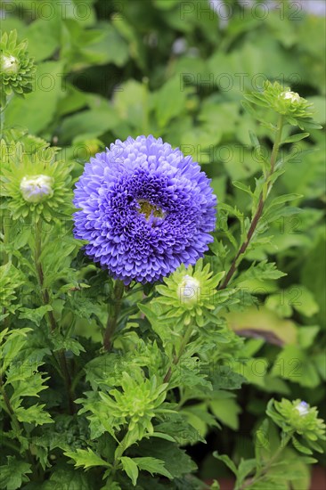 Chinese Aster (Callistephus chinensis)