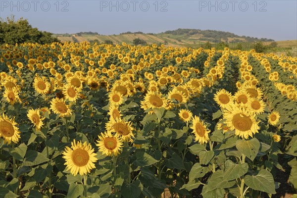 Sunflower field