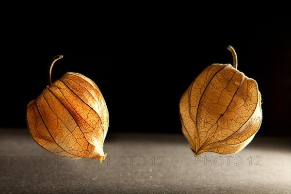 Two Bladder Cherry fruits (Physalis alkekengi)