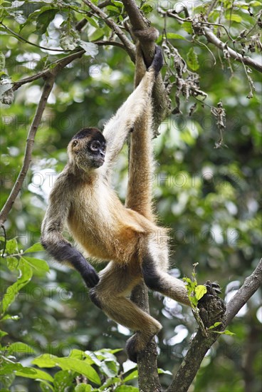 Central American Spider Monkey or Geoffroy's Spider Monkey (Ateles geoffroyi)