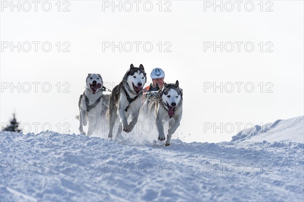 Sled dog racing