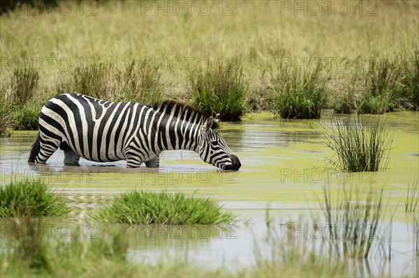 Plains Zebra (Equus guagga)