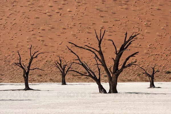 Dead camel thorn trees (Vachellia erioloba)