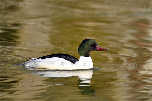 Common Merganser or Goosander (Mergus merganser)